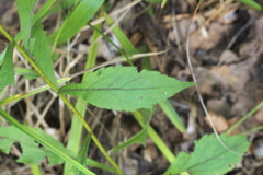 Solidago ulmifolia ulmifolia