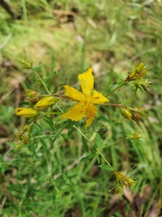 Hypericum perforatum