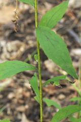 Solidago ulmifolia ulmifolia