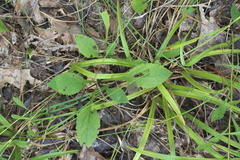 Solidago ulmifolia ulmifolia
