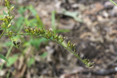 Solidago ulmifolia ulmifolia