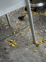 Passer domesticus