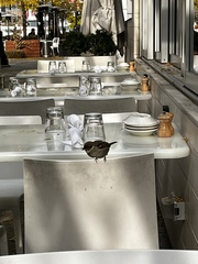 Passer domesticus