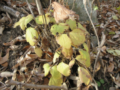 Clematis heracleifolia