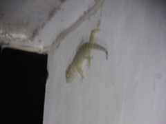 Gekko gecko