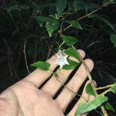 Tripterospermum luzonense