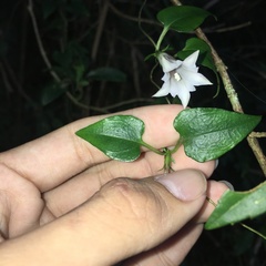 Tripterospermum luzonense