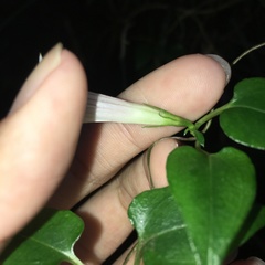 Tripterospermum luzonense