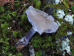 Thaxterogaster occidentalis