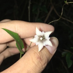 Tripterospermum luzonense