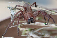 Neosparassus diana