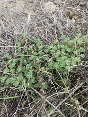 Oxalis californica
