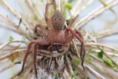Neosparassus diana