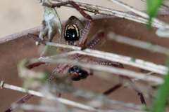 Neosparassus diana