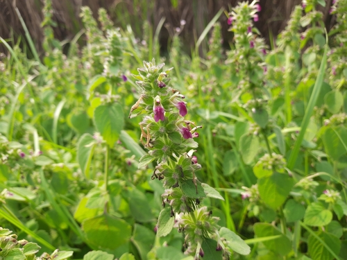 Image of Anisomeles indica by (c) মহা বিদ্রোহী BUT রণ ক্লান্ত, some rights reserved (CC BY)