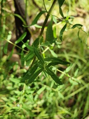 Hypericum perforatum