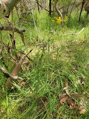 Hypericum perforatum