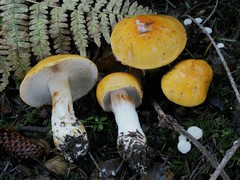 Cortinarius callimorphus