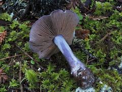 Thaxterogaster occidentalis