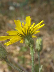 Hieracium pictum