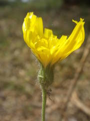 Hieracium pictum