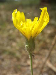 Hieracium pictum