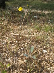 Hieracium pictum