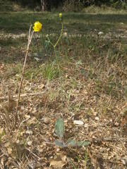 Hieracium pictum