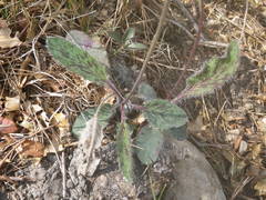 Hieracium pictum