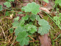 Alchemilla polessica