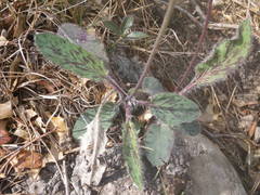 Hieracium pictum