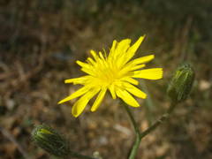 Hieracium pictum