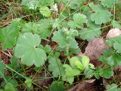 Alchemilla polessica