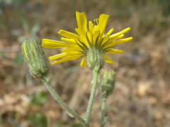 Hieracium pictum