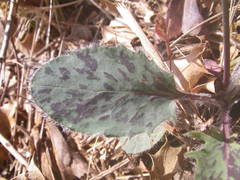 Hieracium pictum