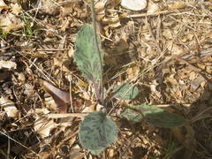 Hieracium pictum