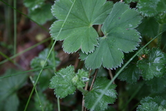 Alchemilla polessica