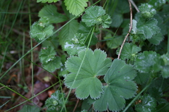 Alchemilla polessica