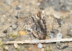 Heterusia