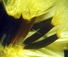 Hieracium prenanthoides