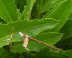 Hieracium prenanthoides