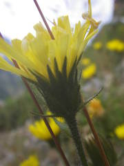 Hieracium prenanthoides
