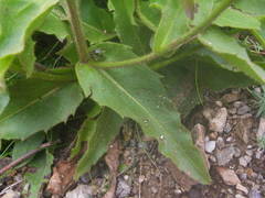 Hieracium prenanthoides