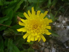 Hieracium prenanthoides