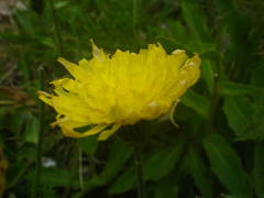 Hieracium prenanthoides