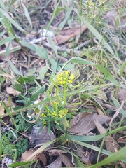 Brassicaceae