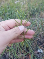 Brassicaceae