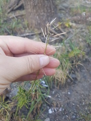 Brassicaceae