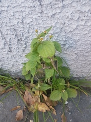 Galinsoga quadriradiata