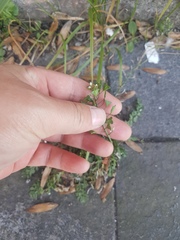 Capsella bursa-pastoris